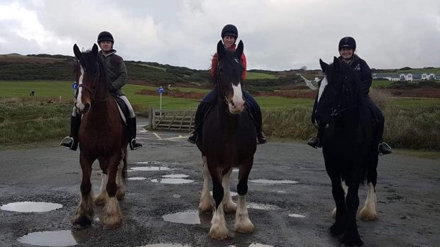 Shire horse Household Cavalry