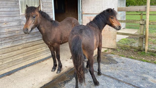 Dartmoor ponies