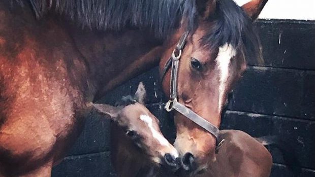 Paulank Brockagh and her filly foal
