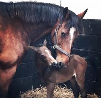 Paulank Brockagh and her filly foal.