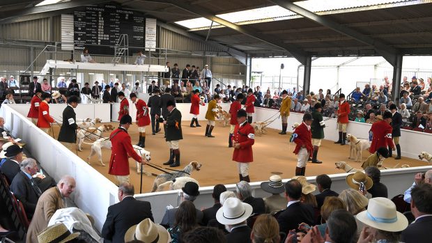 Festival of Hunting hound show at Peterborough
