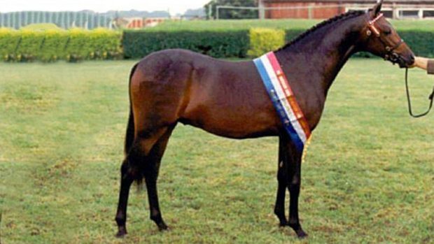 pony breeding stallion