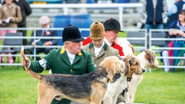 judging in the welsh ring (3)