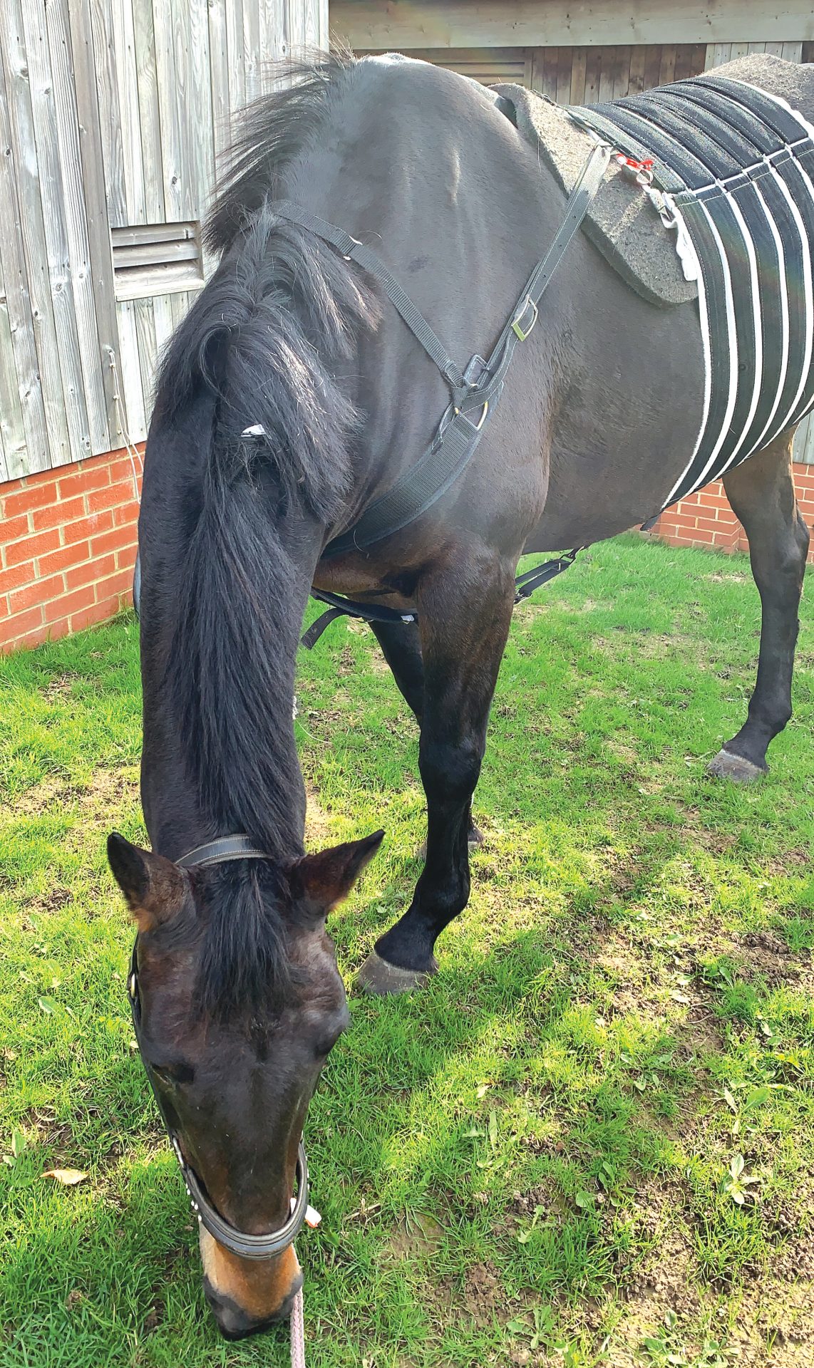 Summer colic casebook the dangers during warmer months Horse & Hound