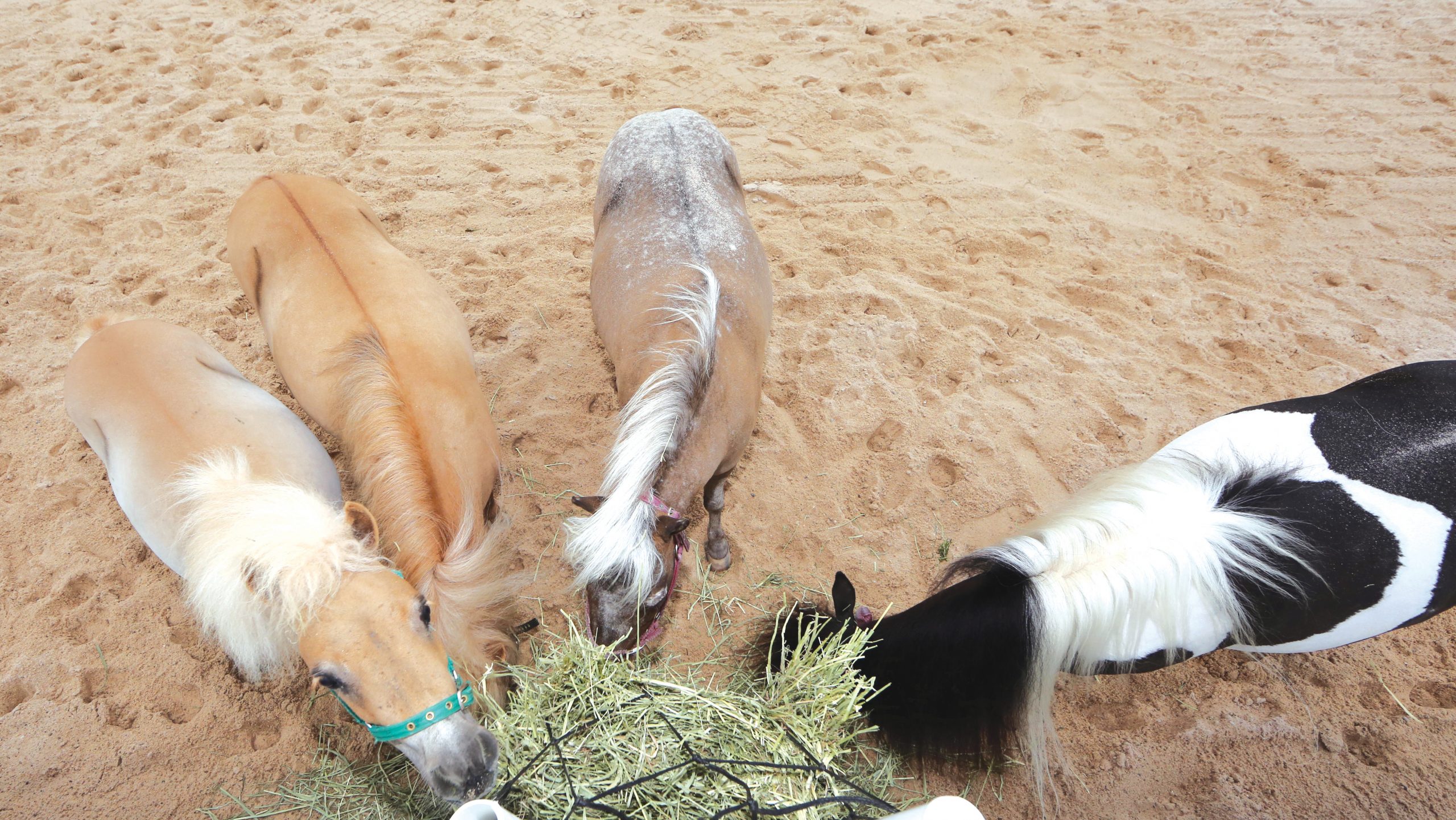 P6C5MB Doha, ponies eat hay from a hay net