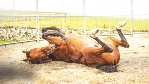 PR772D Camptown, Jedburgh, Scottish Borders, UK. 21st September 2018. A young racehorse relaxes in a sand pit after a home workout.