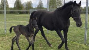 My Royal Touch and her foal.