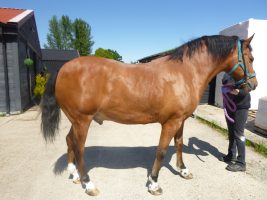obese horse rescued