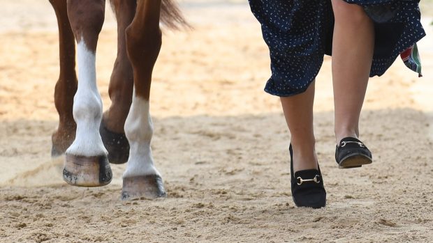 Luhmuhlen Horse Trials first trot-up. Library image of horse and rider legs