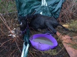 RSPCA horse case