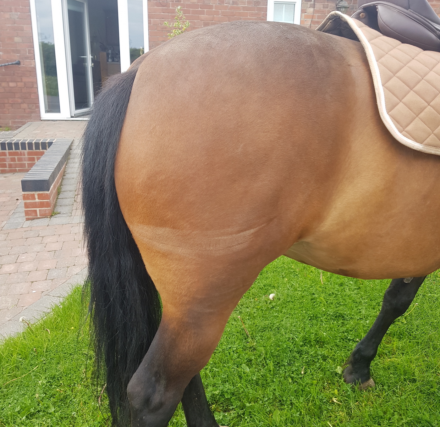 Horse hit by car wing mirror in frighening hit and run Horse & Hound