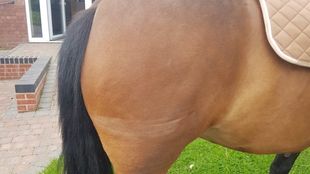 Horse and rider hit and run