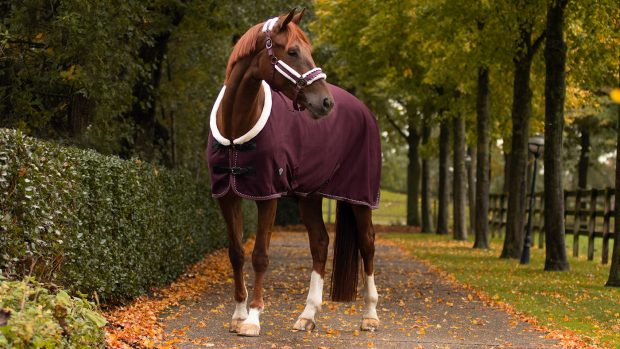 QHP Diamond show rug