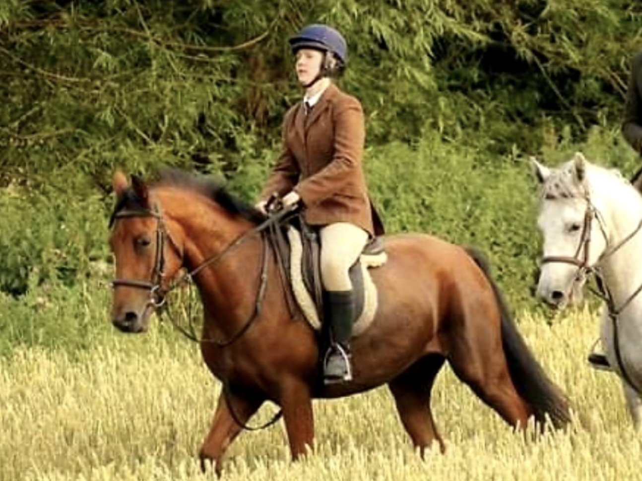 Connemara ponies for sale