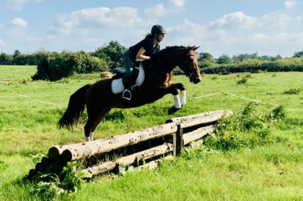 Connemara ponies for sale