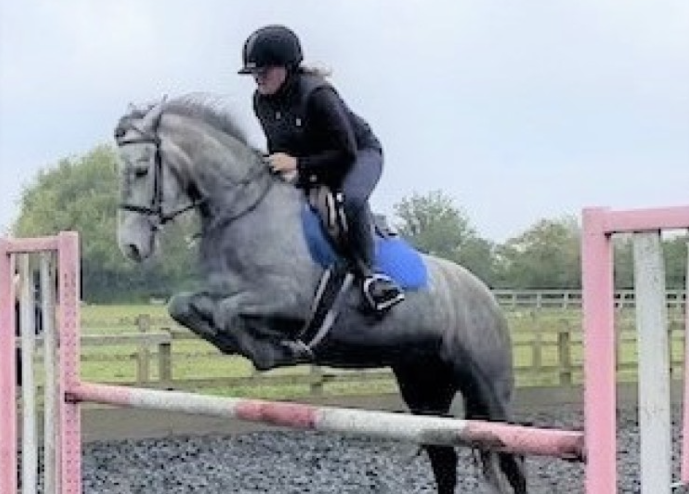 Connemara ponies for sale