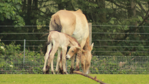 przewalski’s horse Marwell Zoo