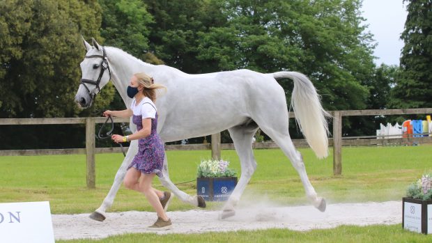 Bicton Horse Trials first trot-up: Eliza Stoddart and Renaissance Man