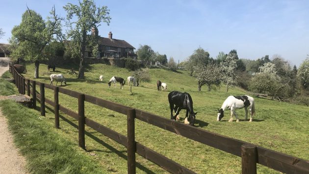 Bank Farm Equestrian holidays