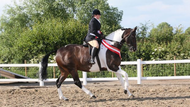 1460 Amy Riley Optimus Prime amateur champion