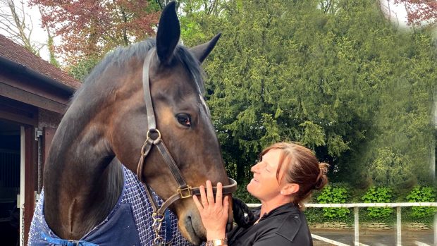 Lancashire police horse