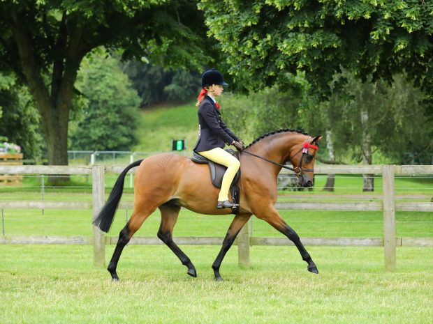 Rotherwood Fancy That and India Till, novice show pony champions at the 2021 Royal Windsor Horse Show