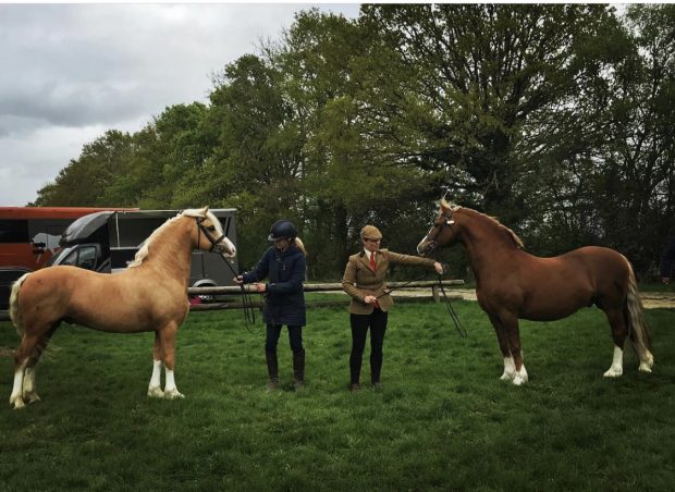 Palomino stallion Thistledown Rockin Robin gives Chloe Chubb her first Royal International M&M title ten years after she competed his sire Popsters Loaded Weapon there