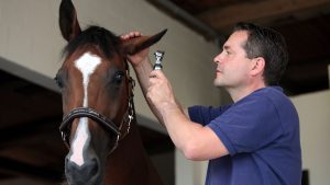 A vet examining the ear of a horse