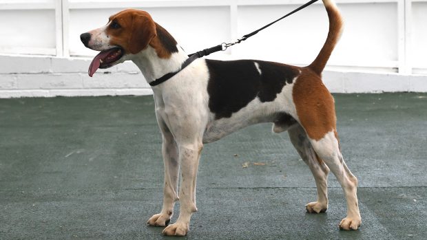 Gt. Yorks Show Beagles/Harriers 13.07.21 Dog Harriers Championship Champ. Waveney -- ALSORT
