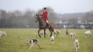 Huntsmen Michael Scott with the Old Berkshire Hunt hounds in the Oxfordshire countryside.