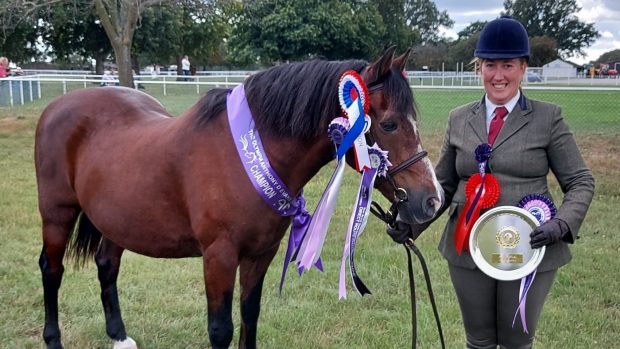 Danielle Twitchen's veteran driving pony turns his hoof to in-hand showing