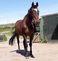 horse adder bite