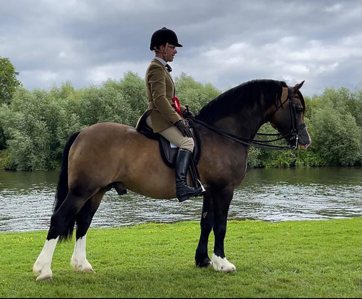 The Welsh section D the ‘native cobs’ with power, action and presence