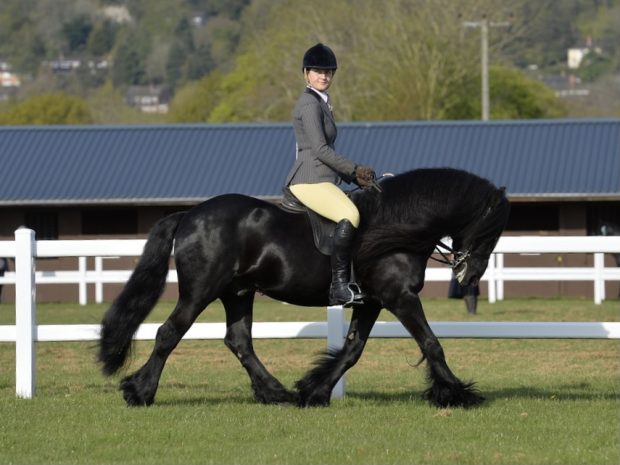 Fell pony Waverhead Dazzler II makes a winning return from injury to claim his Royal International qualifier under owner Georgie Lewis-Roberts