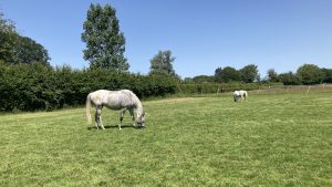 Grazing, grass, summer, fat horses, muzzles