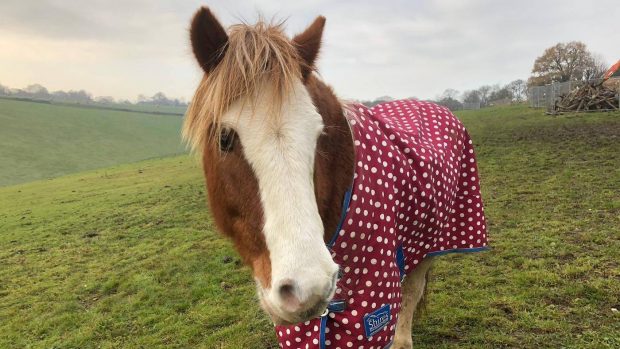 Riding for the Disabled pony
