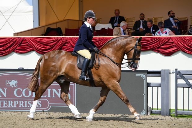 Vicky Smith and Bling Cobsby overall cob champion at the 2021 royal windsor horse show