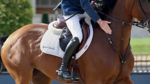 Best jumping saddle pads