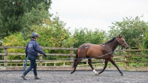 Examining a horse for lameness with sensors