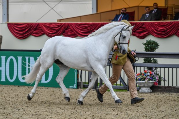 Vanessa Clark’s nine-year-old Skargaardens Delicious Love scoops the M&M in-hand accolade at the 2021 Royal Windsor Horse Show