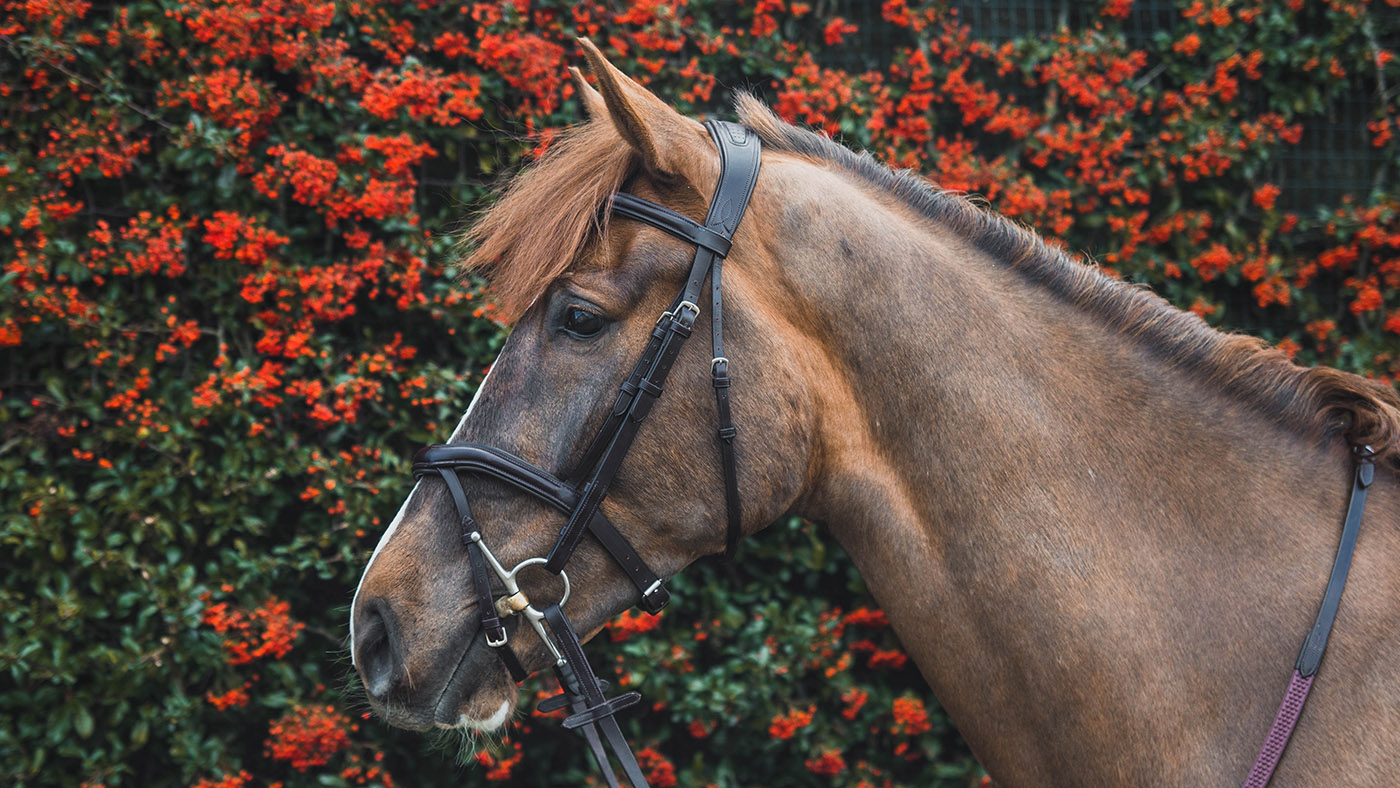 Mackey Legend Athena anatomical bridle