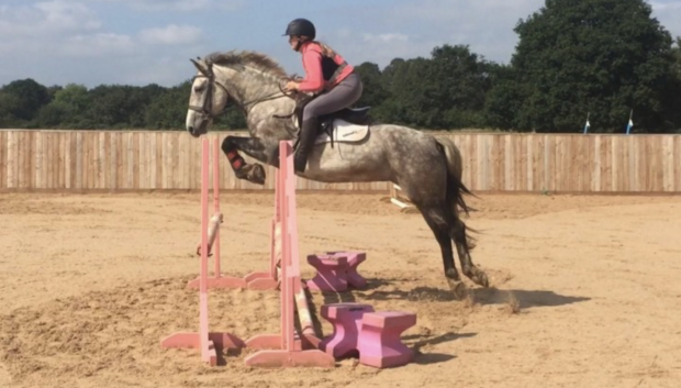 All-rounder horses for sale