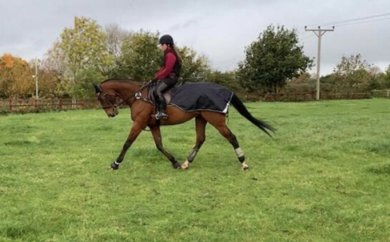 All-rounder horses for sale