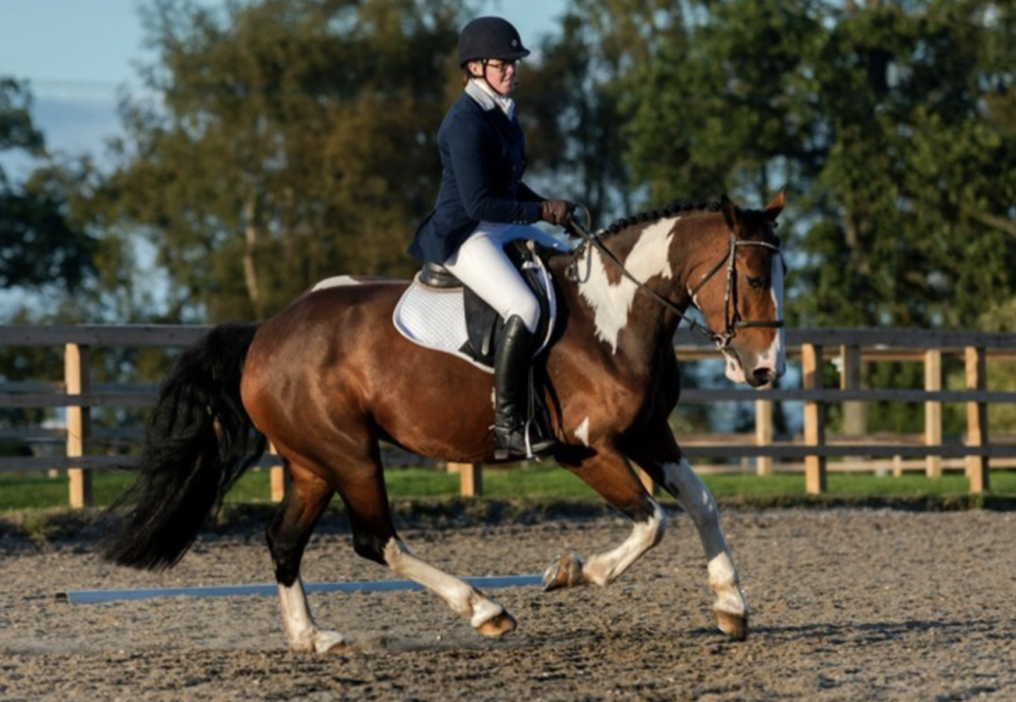 All-rounder horses for sale