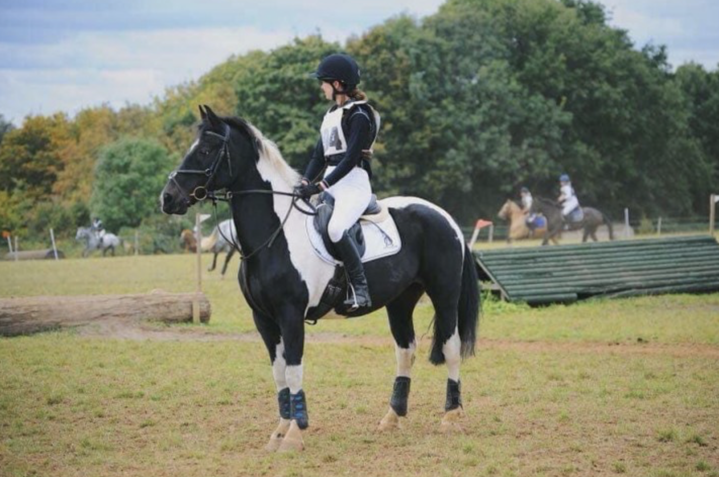 All-rounder horses for sale