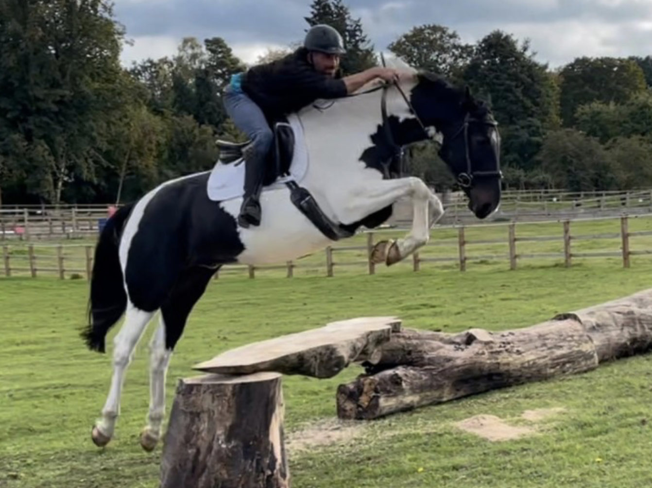 All-rounder horses for sale