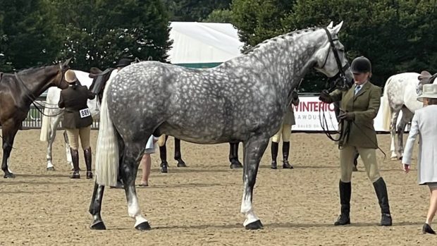 Cerys Evans heads to the 2021 Royal International Horse Show with new ride Ali's Real Bright Spark