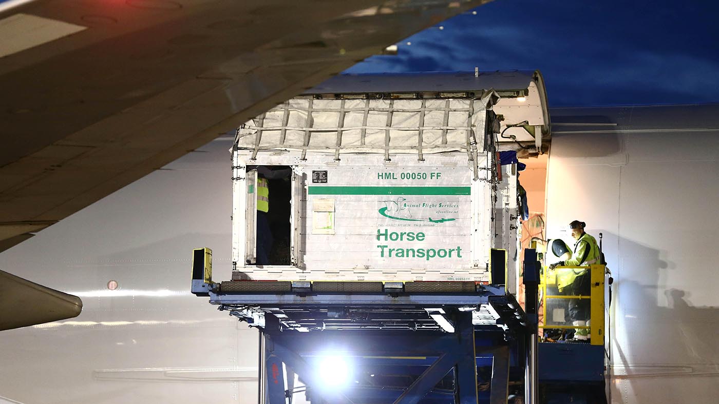 Olympic horses on a plane