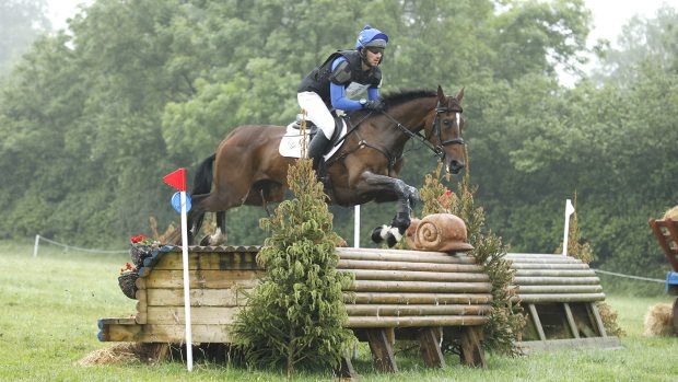 horse road collision