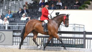 Robert Walker riding View Point in the hunter championships at Royal Windsor Horse Show 2018